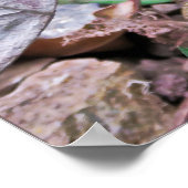 Neuseeländische Lizard: Tuatara Poster (Ecke)