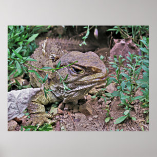 Neuseeländische Lizard: Tuatara Poster