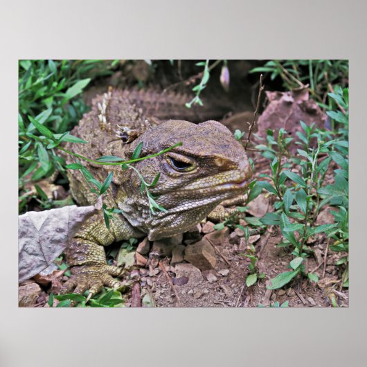 Neuseeländische Lizard: Tuatara Poster (Vorne)