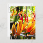 Neuseeländischer Flachs Postkarte (Vorne/Hinten)