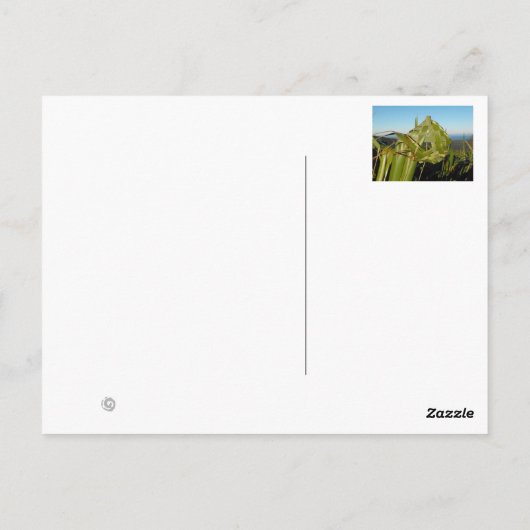 Neuseeländischer Flachs Postkarte (Rückseite)