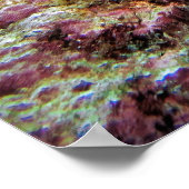 Neuseeländischer Skorpionfisch Poster (Ecke)