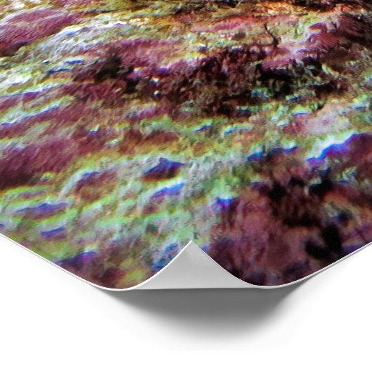 Neuseeländischer Skorpionfisch Poster (Ecke)