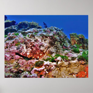 Neuseeländischer Skorpionfisch Poster