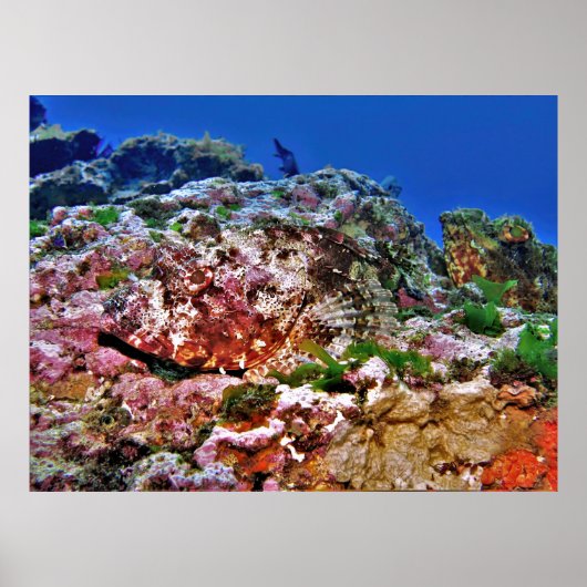 Neuseeländischer Skorpionfisch Poster (Vorne)