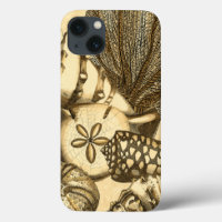 Neutral Shells and Coral Collection