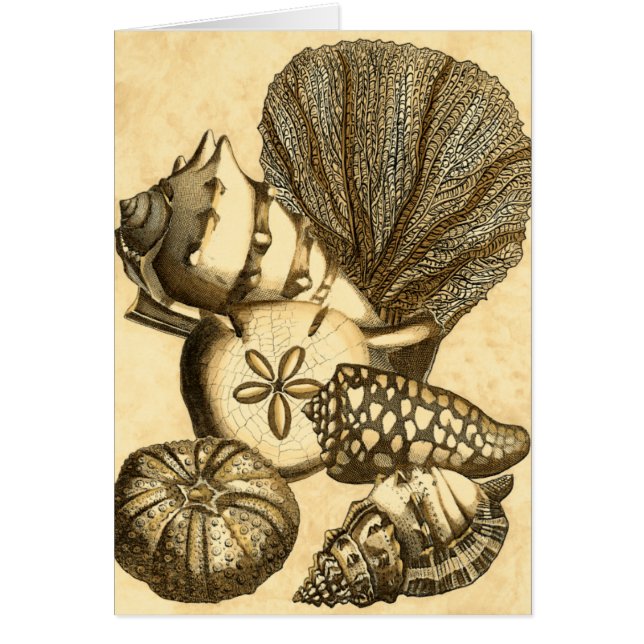 Neutrale Muscheln und Korallensammlung (Vorne)