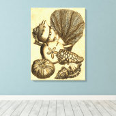 Neutrale Muscheln und Korallensammlung Leinwanddruck (Insitu (Holzboden))