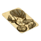 Neutrale Muscheln und Korallensammlung Magnet (Rechte Seite)