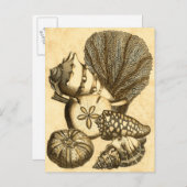 Neutrale Muscheln und Korallensammlung Postkarte (Vorne/Hinten)