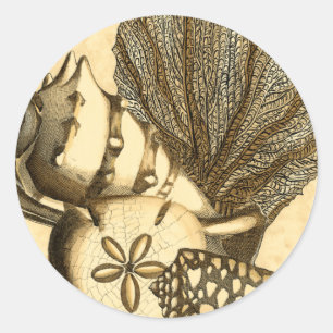 Neutrale Muscheln und Korallensammlung Runder Aufkleber