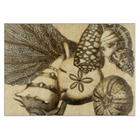 Neutrale Muscheln und Korallensammlung