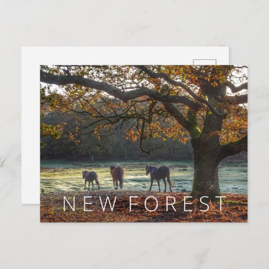 Neuwald Postkarte (Vorne/Hinten)