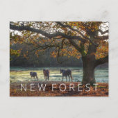 Neuwald Postkarte (Vorderseite)