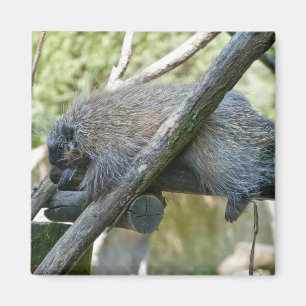 Neuwelt-Stachelschwein Magnet