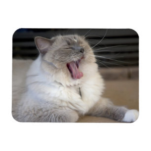 Neva Masquerade-Katze gähnt Magnet