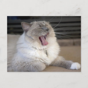 Neva Masquerade-Katze gähnt Postkarte
