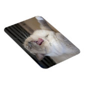 Neva Masquerade Katze gräbt Magnet (Rechte Seite)