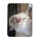 Neva Masquerade Katze gräbt Magnet (Vertikal)