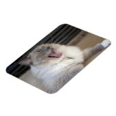 Neva Masquerade Katze gräbt Magnet (Linke Seite)