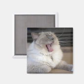 Neva Masquerade Katze gräbt Magnet (Vorderseite/Rückseite)