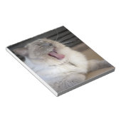 Neva Masquerade Katze gräbt Notizblock (angewinkelt)