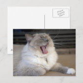 Neva Masquerade Katze gräbt Postkarte (Vorne/Hinten)