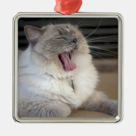 Neva Masquerade Katze gräbt Silbernes Ornament (Vorne)