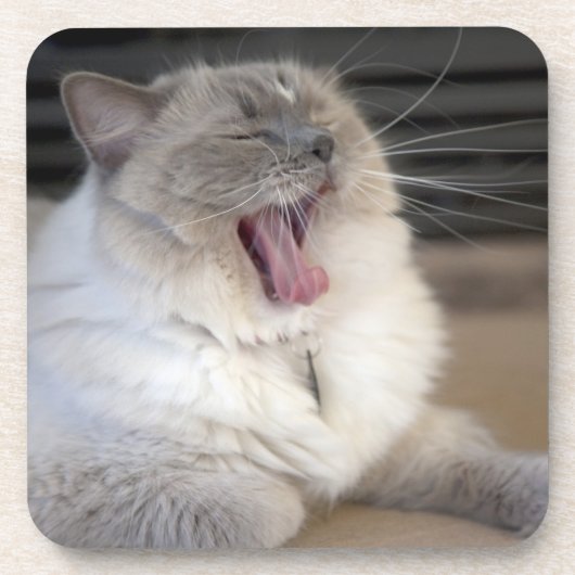 Neva Masquerade Katze gräbt Untersetzer (Vorderseite)