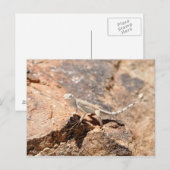 Nevada Lizard sieht dich an! Postkarte (Vorne/Hinten)