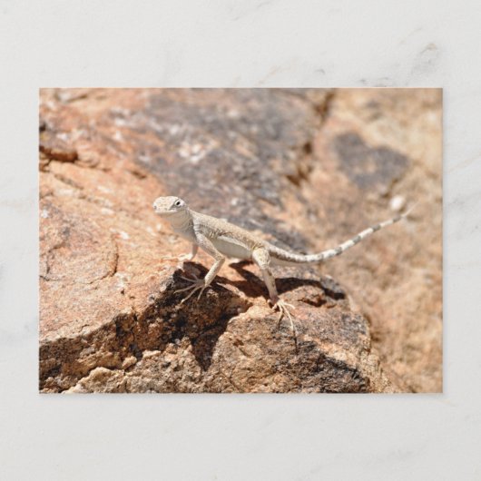 Nevada Lizard sieht dich an! Postkarte (Vorderseite)