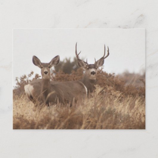 NEVADA MULE DEER POSTKARTE (Vorderseite)