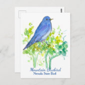 Nevada Staat Bird Mountain Bluebird Postkarte (Vorne/Hinten)