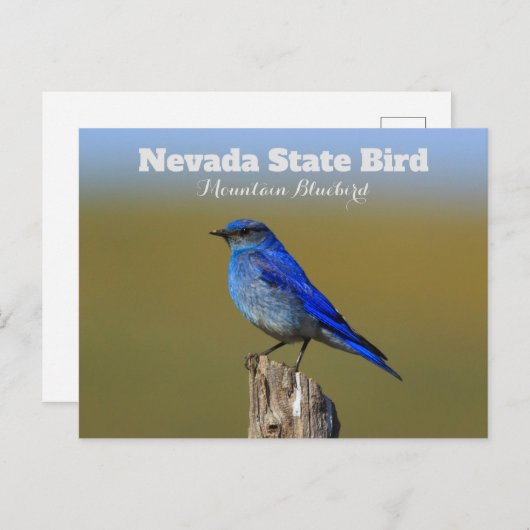 Nevada Staat Bird Postkarte (Vorne/Hinten)