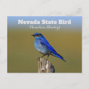 Nevada Staat Bird Postkarte