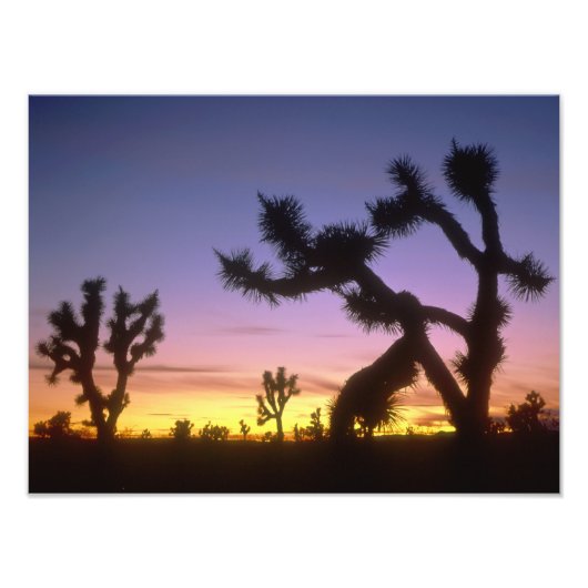 NEVADA. USA. Joshua-Bäume Yucca brevifolia) Fotodruck (Vorne)