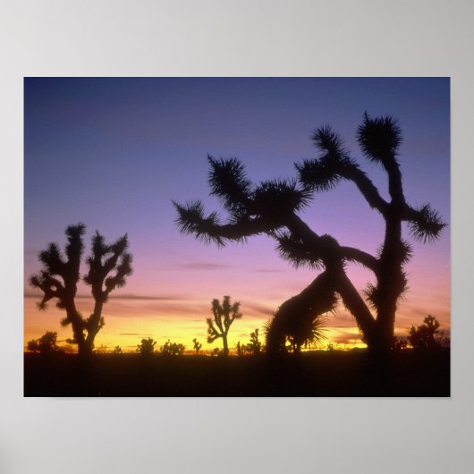 NEVADA. USA. Joshua-Bäume Yucca brevifolia) Poster (Vorne)