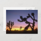 NEVADA. USA. Joshua-Bäume Yucca brevifolia) Postkarte (Vorne/Hinten)