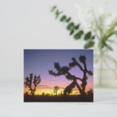 NEVADA. USA. Joshua-Bäume Yucca brevifolia) Postkarte (Stehend Vorderseite)