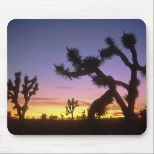 NEVADA. USA. Josua-Bäume Yucca brevifolia) Mousepad