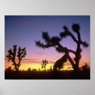 NEVADA. USA. Josua-Bäume Yucca brevifolia) Poster