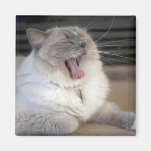 Nevamaskenkatze gähnt magnet