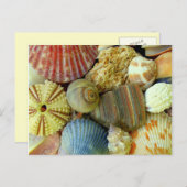 New Address Sea Urchin und Seashells Postcard Ankündigungspostkarte (Vorne/Hinten)
