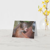 New Baby Orangutan, Sohn von Akmad Karte (Gelbe Blume)