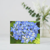 New Bloom Hydrangea Postkarte (Stehend Vorderseite)