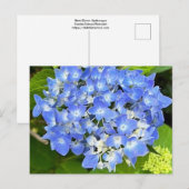 New Bloom Hydrangea Postkarte (Vorne/Hinten)