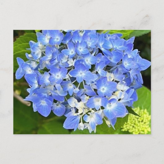 New Bloom Hydrangea Postkarte (Vorderseite)