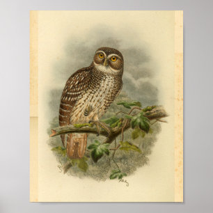 New Britain Hawk Owl Bird Color Vintag Print Poster