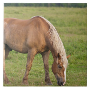 New Brunswick, Kanada. Pferd auf Feld. Fliese