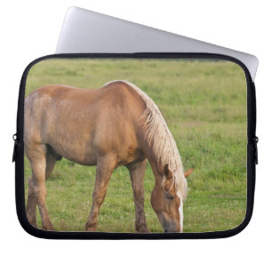New Brunswick, Kanada. Pferd auf Feld. Laptopschutzhülle